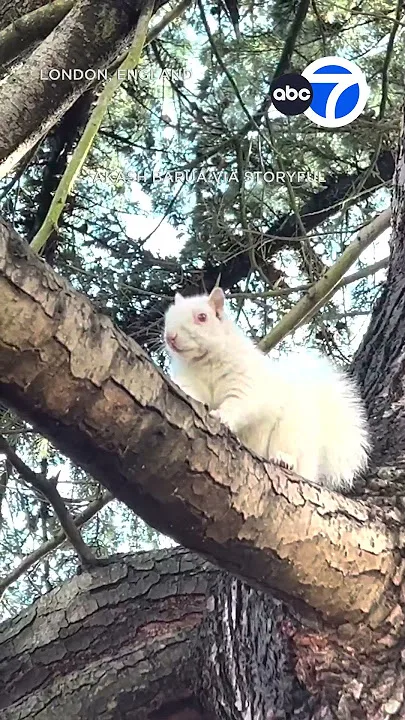 Watch Fellow Park Goer Capture Obscure “albino” Squirrel In London