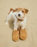 Small white-and-brown terrier stands on a sandy beach with tan loafers placed in front as if the dog is wearing them, collar with tag visible.