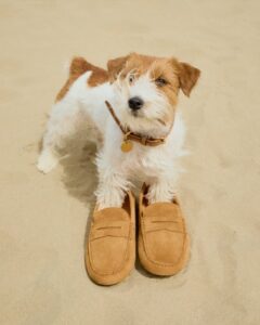Small white-and-brown terrier stands on a sandy beach with tan loafers placed in front as if the dog is wearing them, collar with tag visible.