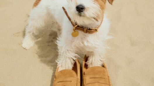 Jack Russell terrier posing for Tod’s “Vacanze Italiane” Spring/Summer 2026 campaign on the beach at Forte dei Marmi.