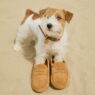 Jack Russell terrier posing for Tod’s “Vacanze Italiane” Spring/Summer 2026 campaign on the beach at Forte dei Marmi.