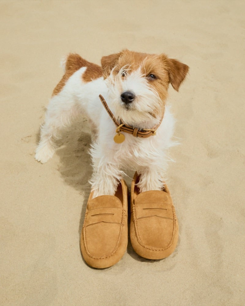 Small white-and-brown terrier stands on a sandy beach with tan loafers placed in front as if the dog is wearing them, collar with tag visible.