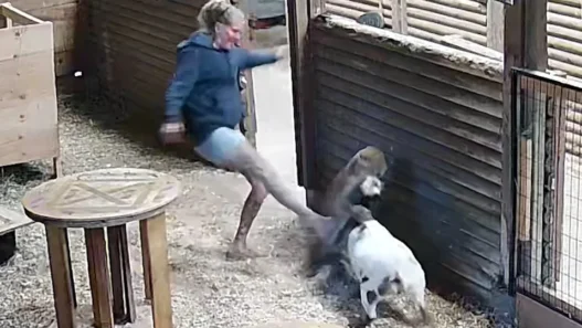 Gina Moore rescuing her Nigerian dwarf goat from a cougar on a Canadian farm