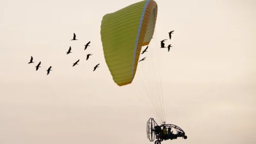 Northern bald ibises flying beside a Waldrappteam ultralight aircraft during a human-led migration to Spain