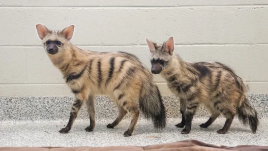 Two young aardwolf pups with striped coats and large pointed ears