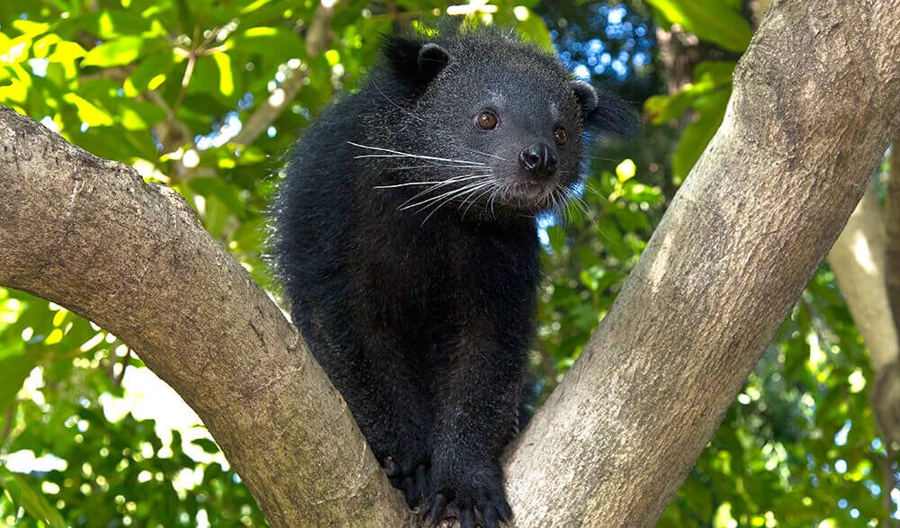 Binturong walking along a tree branch in a leafy forest habitat