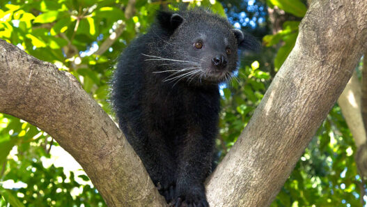 Binturong walking along a tree branch in a leafy forest habitat