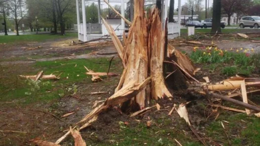 Lightning damage to a tree after a powerful strike near the Village Green in Canfield Ohio