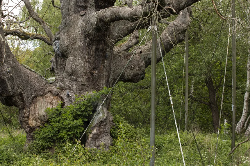 Close-up of the Major Oak metal supports and bracing in Sherwood Forest.