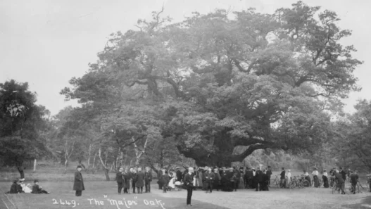 The Major Oak in Sherwood Forest standing leafless after failing to produce new spring growth in 2026.