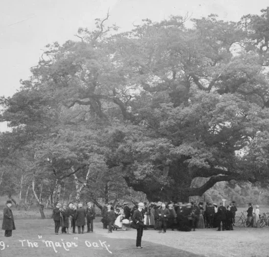 The Major Oak in Sherwood Forest standing leafless after failing to produce new spring growth in 2026.