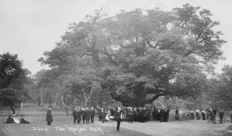 Ancient Sherwood Forest Oak Tree Once Helped Robin Hood Has Died
