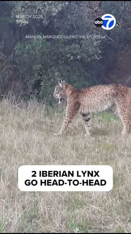 Iberian lynx walking through dry grass before a territorial confrontation in Ciudad Real, Spain