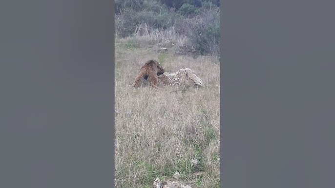 Two Iberian lynxes confronting each other in the countryside of Ciudad Real, Spain