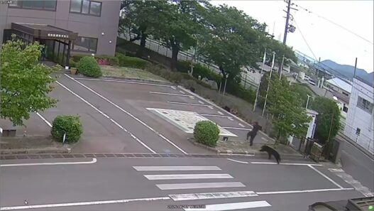Security camera footage shows a black bear chasing a worker at Fukushima Steel Works in Japan
