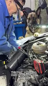 Phoenix the mechanic dog helping hold a flashlight during a car repair