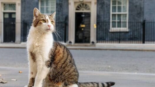 Larry the Cat, Chief Mouser at 10 Downing Street in London