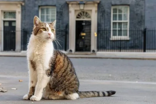 Larry the Cat, Chief Mouser at 10 Downing Street in London