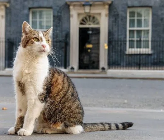 Larry the Cat, Chief Mouser at 10 Downing Street in London
