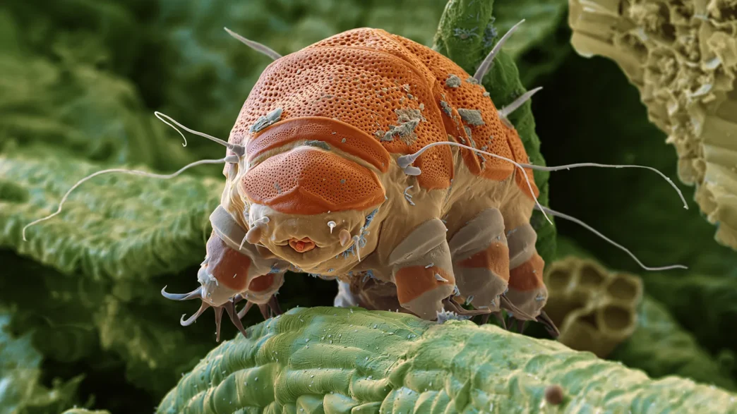 Highly magnified tardigrade also known as a water bear or moss piglet