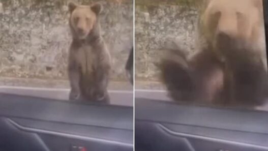 Mother bear approaching Georgi Bizhev’s car during a wildlife encounter in Romania