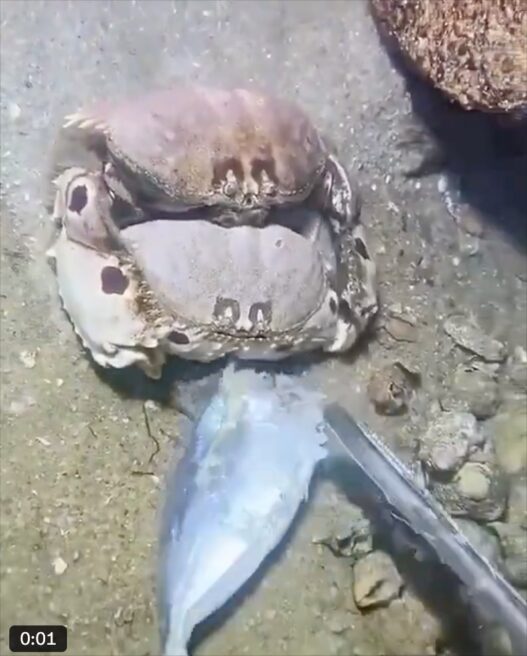 One crab clings to another near the shoreline as a fisherman lifts them from the water