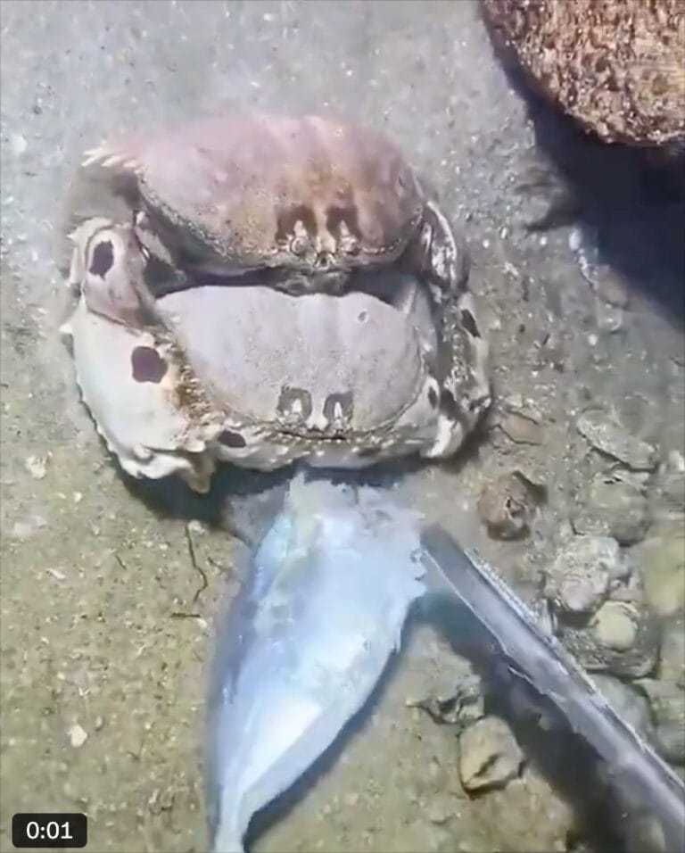 Watch Heartwarming Moment Crab Refuses To Leave Partner’s Side