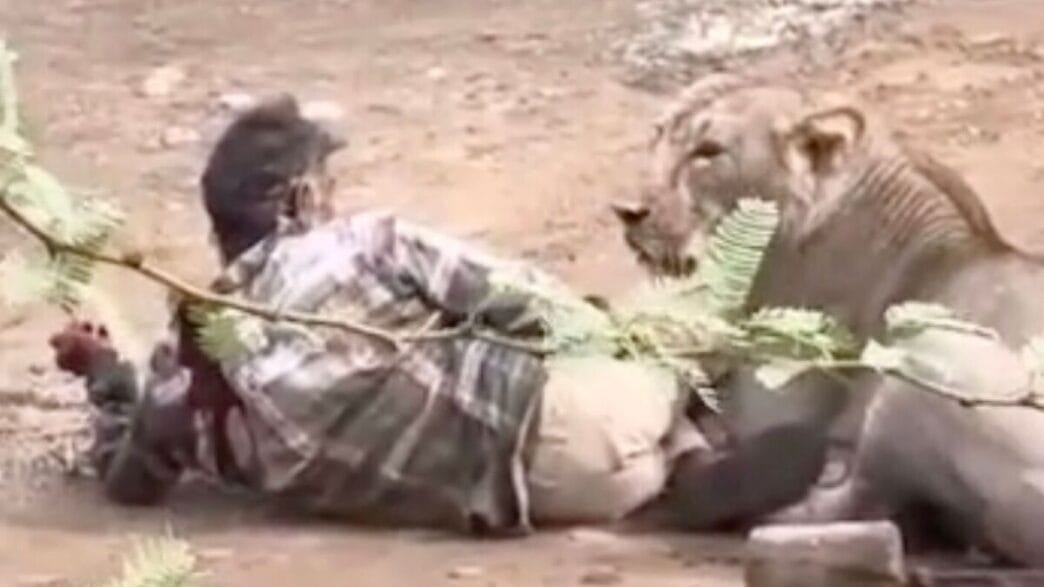 A cattle herder in Gujarat, India, is pinned to the ground by a lioness during a terrifying village encounter.