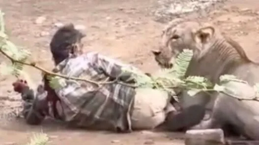 A cattle herder in Gujarat, India, is pinned to the ground by a lioness during a terrifying village encounter.