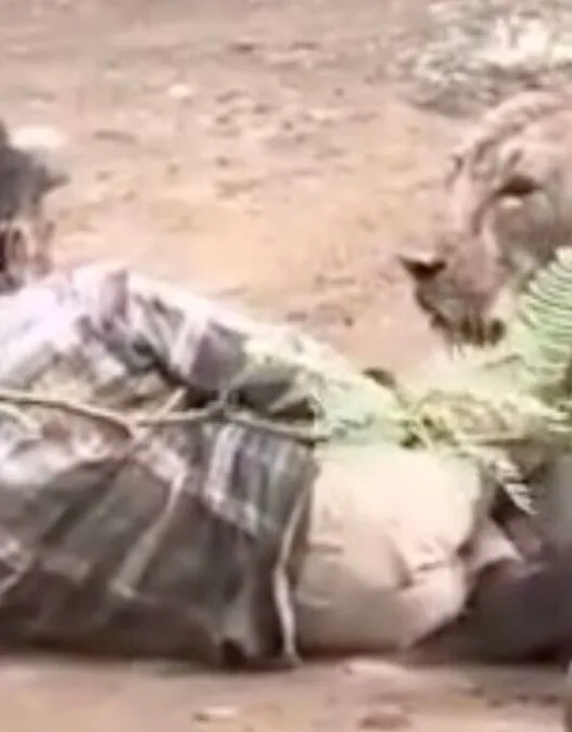 A cattle herder in Gujarat, India, is pinned to the ground by a lioness during a terrifying village encounter.