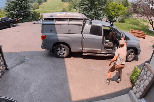 Bear sitting inside a Colorado handyman truck after getting into the vehicle for food