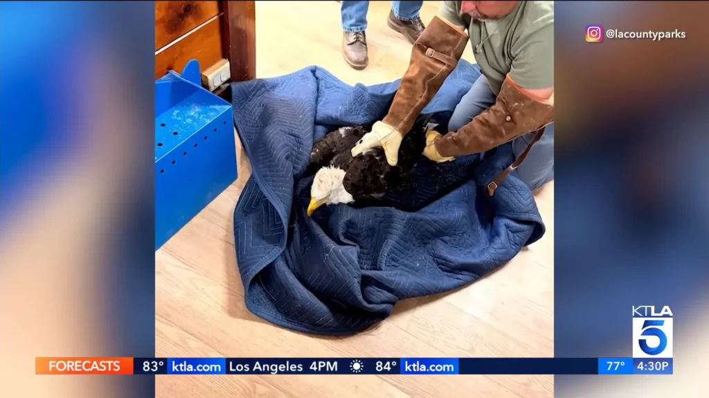 The Big Bear bald eagle habitat featured in a report on Jackie’s rescue and recovery