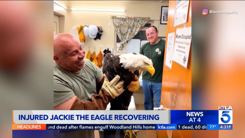 News footage from Big Bear Lake following the rescue of the bald eagle believed to be Jackie