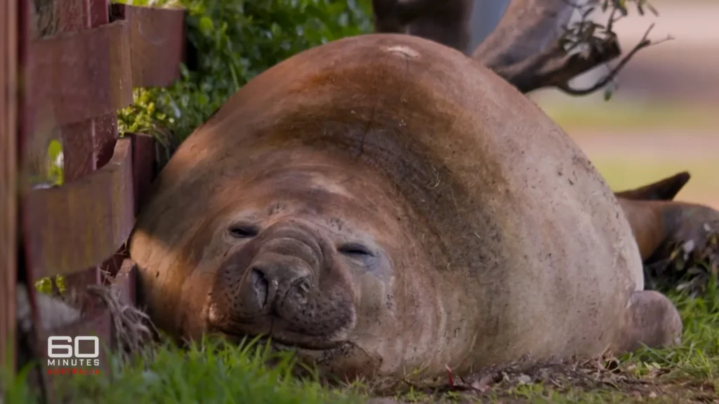 Neil the Seal sleeps beside a fence as visitors gather in southern Tasmania