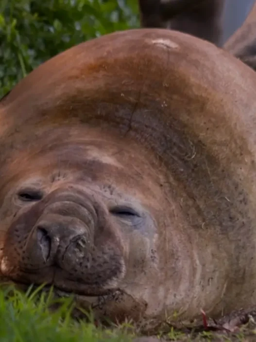 Neil the Seal wrestles a roadside pole while practicing natural elephant seal behavior in Tasmania