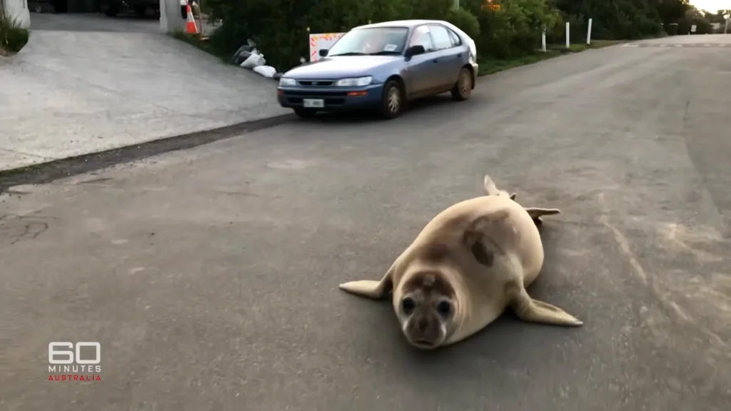 Neil the Seal lies near a roadside barrier during a managed public visit in Tasmania