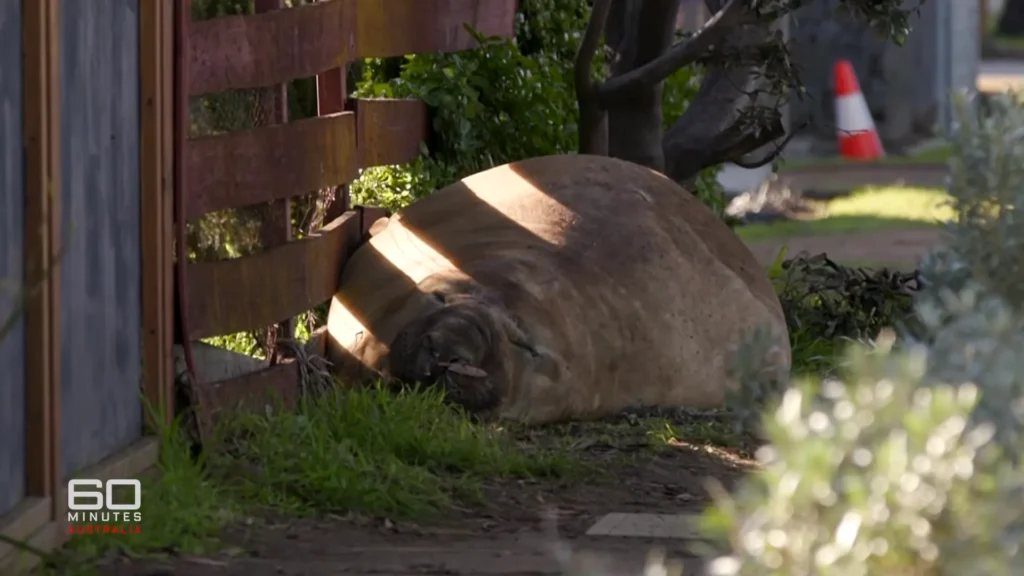 Tasmanian wildlife officials discuss plans to keep Neil the Seal and the public safe
