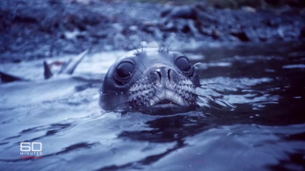 Wildlife expert Ian Field discusses Neil the Seal's natural behavior in Tasmania