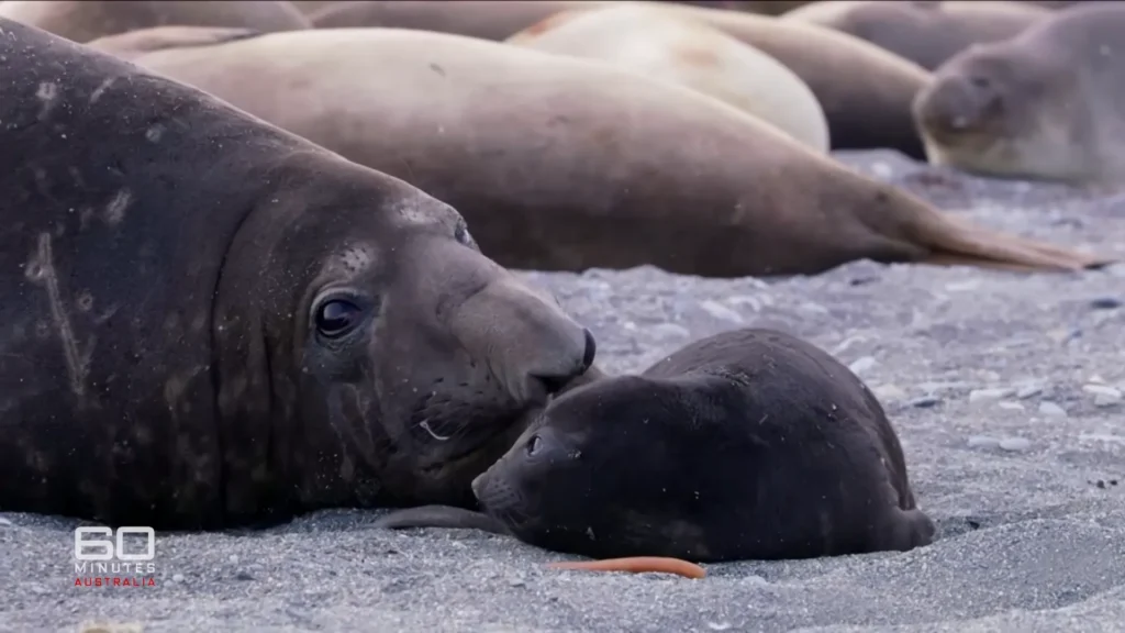 Neil the Seal rests on the Tasmanian coast during the 60 Minutes Australia report