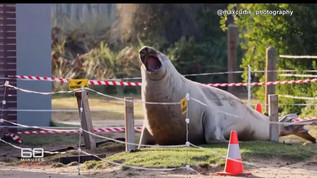 Neil the Seal wrestles with a roadside pole while practicing natural elephant seal behavior in Tasmania