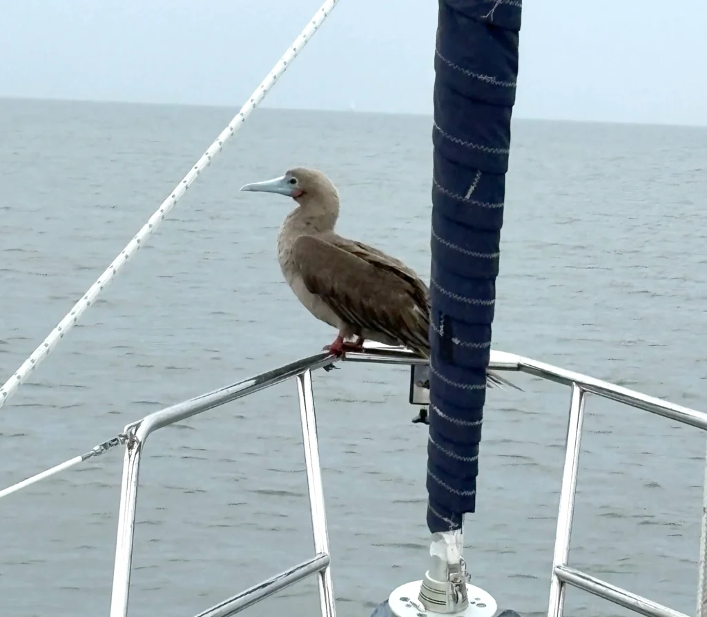 A brown-morph red-footed booby perches on the bow of a boat during a rare Chesapeake Bay sighting near Thomas Point Park in Maryland