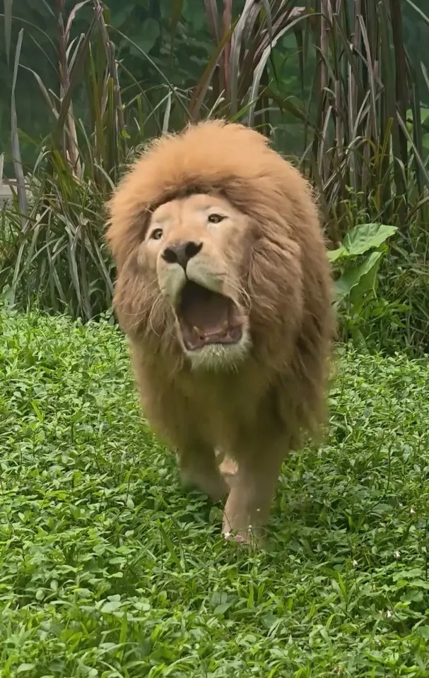 Hang Hang, Guangzhou Zoo’s viral white lion, displays his famous straight-fringe mane
