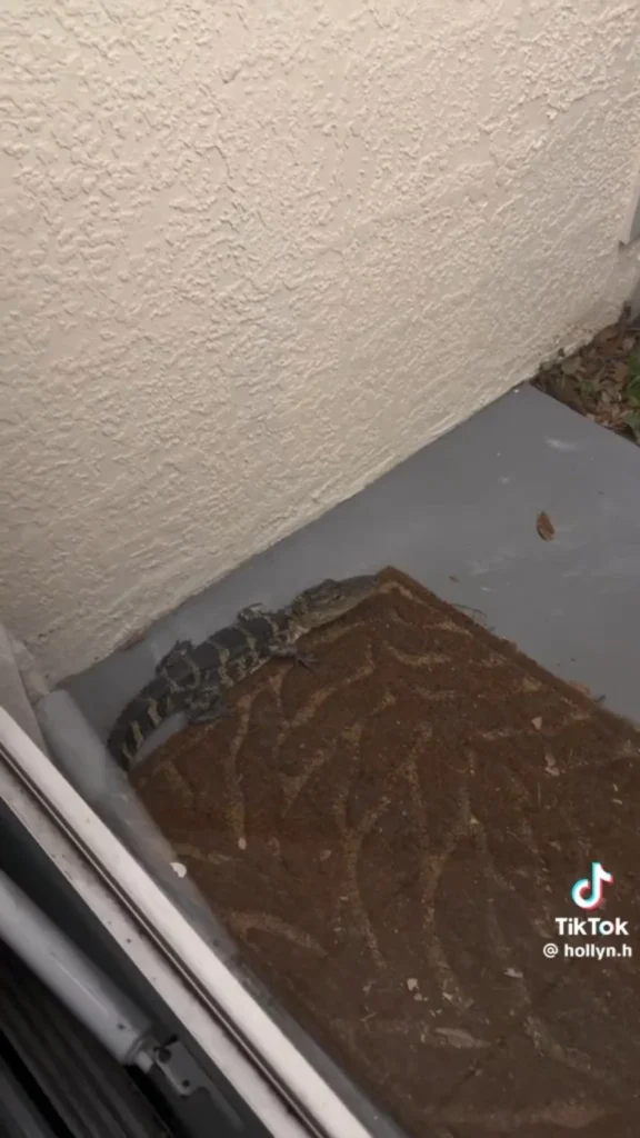 Baby alligator near a Florida front door captured on doorbell camera footage
