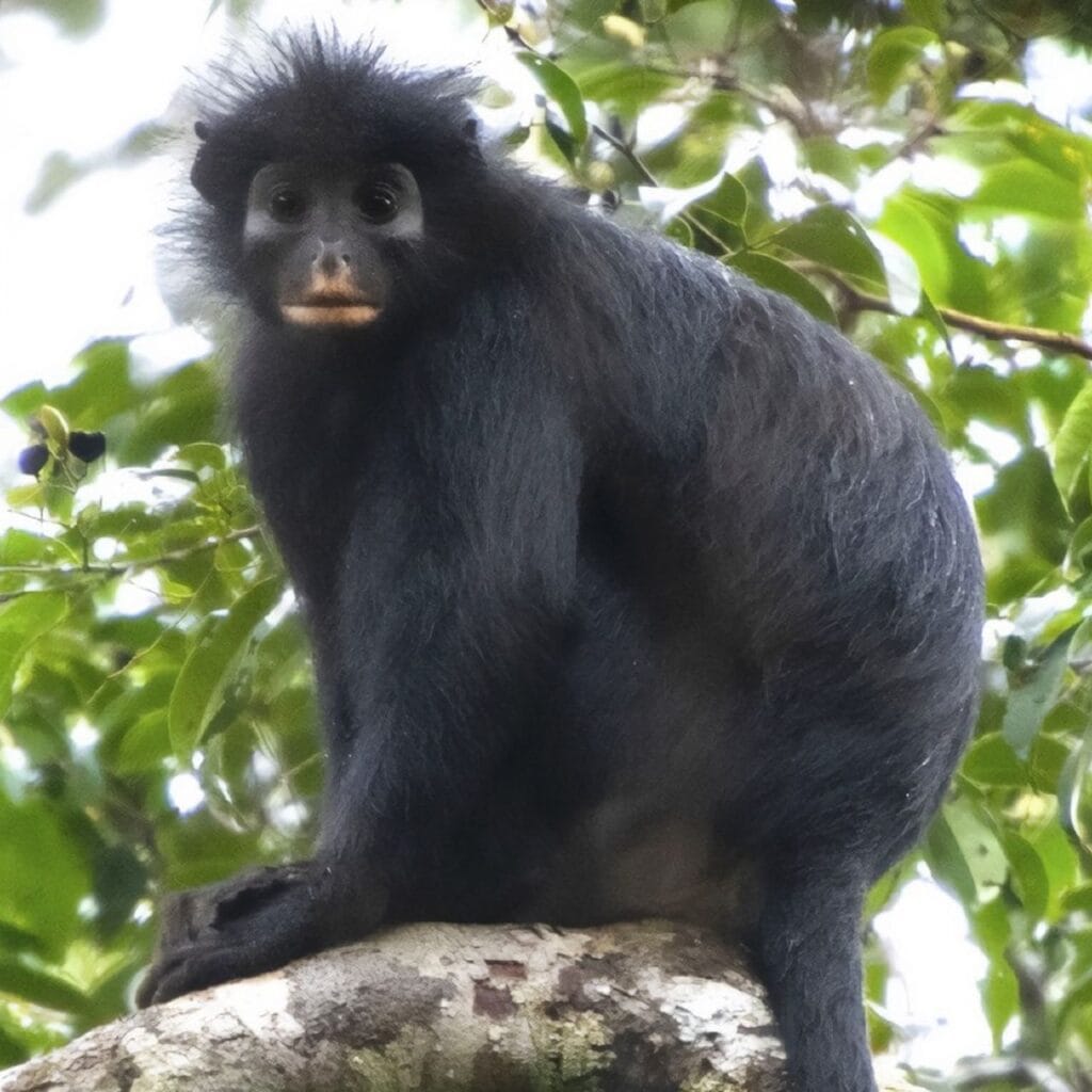 Likweli, the newly described Colobus congoensis monkey with black fur and orange-cream facial markings