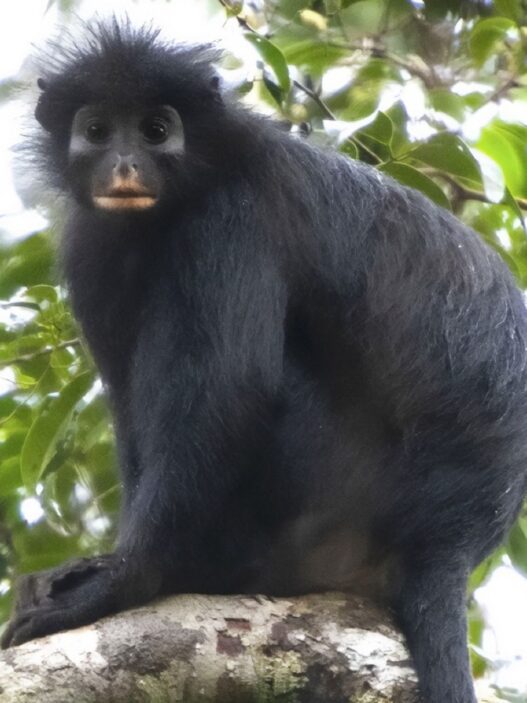 Likweli, the newly described Colobus congoensis monkey with black fur and orange-cream facial markings