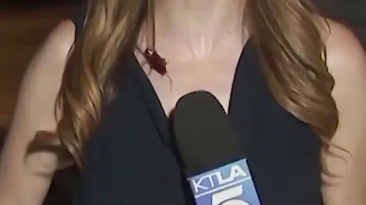 KTLA reporter Rachel Menitoff remains composed as a cockroach crawls across her during a live report