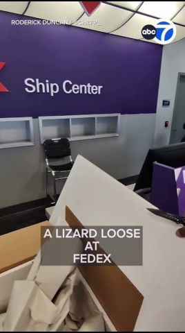 Titan the iguana leaping from a shipping box inside a Memphis FedEx store