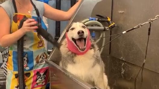 A vocal husky reacts dramatically during a shower at the groomer in a funny Wednesday Whimsy video.