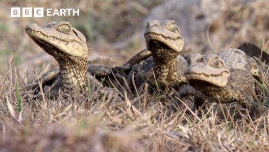 BBC Earth Science clip showing a mother lizard watching over her eggs in a nature video.