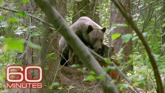 A grizzly bear featured in Bill Whitaker’s 2020 60 Minutes report on the species’ recovery in the United States